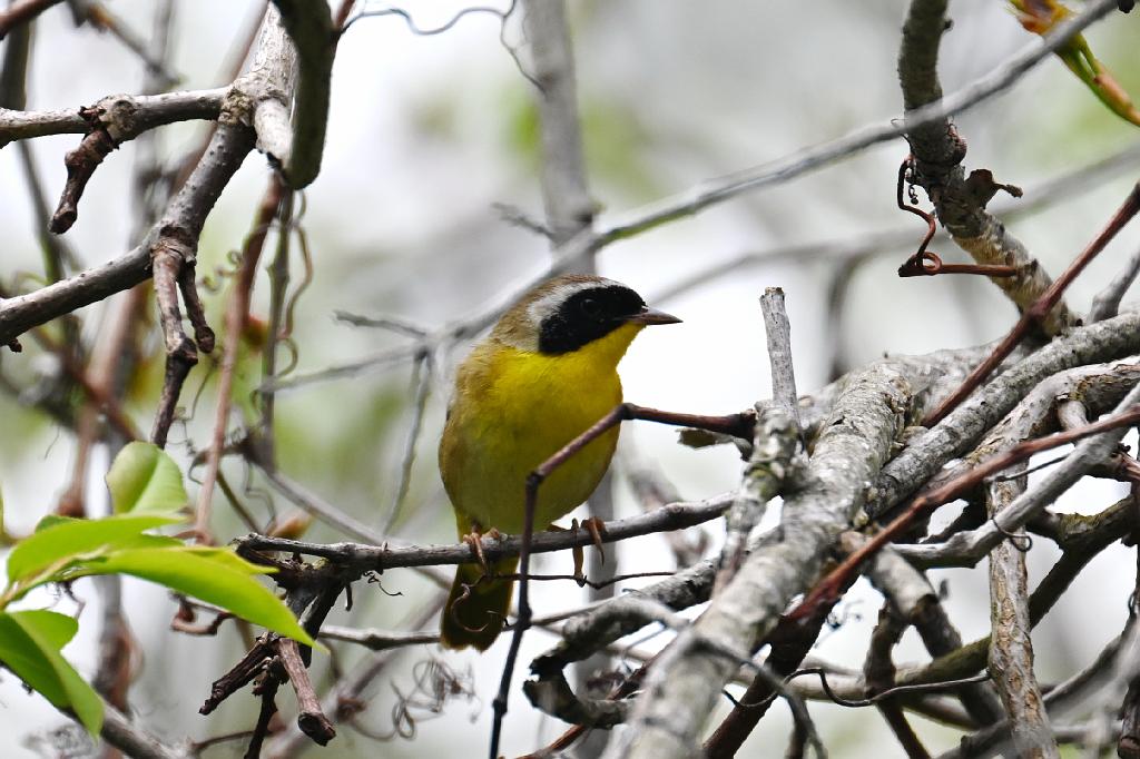 Warbler, Common Yellowthroat, 2025-05077567 Parker River NWR, MA.JPG - Common Yellowthroat. Parker River National Wildlife Refuge, MA, 5-7-2025